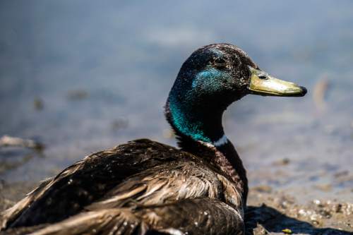Chris Detrick  |  The Salt Lake Tribune
Ducks swim in the pond at Sugar House Park Tuesday June 23, 2015.