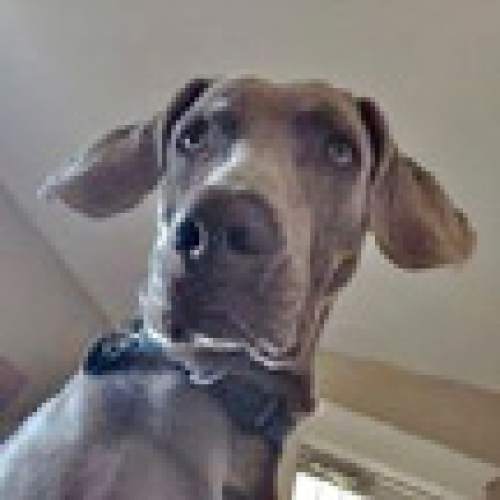 Geist. (Justice for Geist Facebook page)