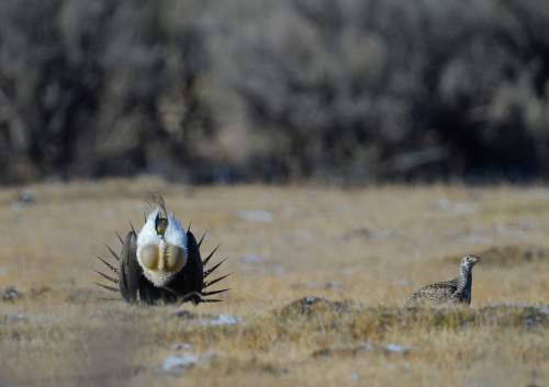 Francisco Kjolseth  |  The Salt Lake Tribune 
Greater sage grouse during mating season on a lek near Bear Lake March 25, 2015.