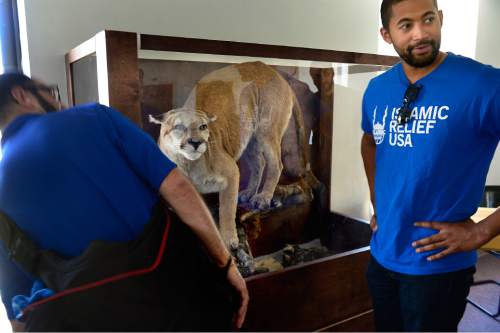 Scott Sommerdorf   |  The Salt Lake Tribune
Ridwan Adhami, left, and Minkailu Jalloh of Islamic Relief USA, admire a mountain lion that was killed on the Goshute reservation and then displayed in the tribal headquarters. Islamic Relief USA brought food to the Goshute Reservation in Ibapah, Thursday, July 9, 2015.