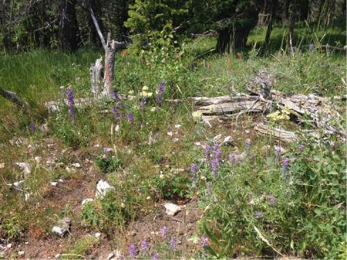 Erin Alberty  |  The Salt Lake Tribune 

Wildflowers surround the trail at Limber Flag.