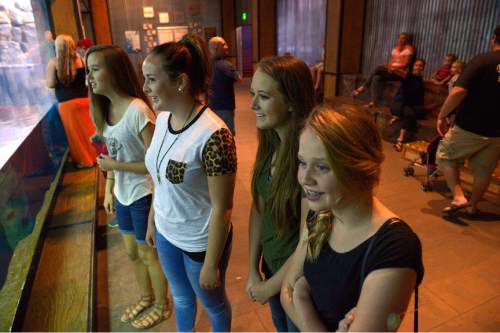 Leah Hogsten  |  The Salt Lake Tribune
l-r Hailey Hatch, Macady Moe, Garynn Draper and Haley Boulton take a break from studies to marvel at the new baby gentoo penguin.  Jordan School District students are taking advantage of summer school programs to catch up on or jump ahead in credits at the Living Planet Aquarium's summer marine biology class.