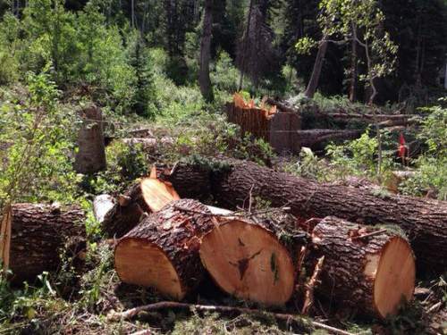 Erin Alberty | The Salt Lake Tribune Illegally-felled trees at Big Cottonwood Canyon subdivision on Thursday, July 23, 2015.