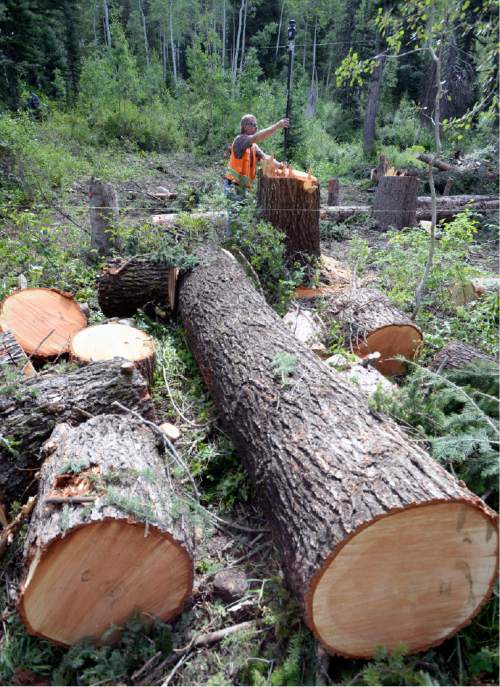 Al Hartmann  |  The Salt Lake Tribune
Rob Campbell with the Salt Lake County Surveyors office makes his way through some old growth trees that were cut illegally by a developer at the Silver Hills subdivision in Big Cottonwood Canyon on July 20. Nearly 100 trees were cut down.  County compliance officers and surveyors were sent in Thursday July 23 to assess the damage to determine a course of action to hold the responsible party accountable.
