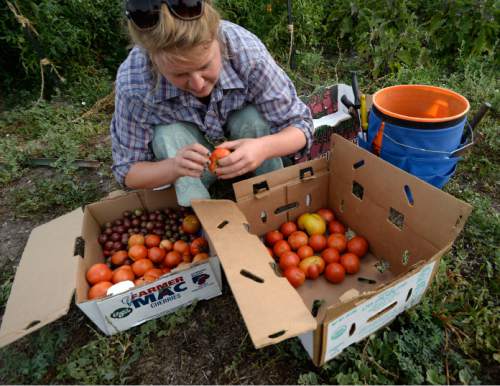 Al Hartmann  |  The Salt Lake Tribune 
Carly Gillespie of Bug Farms CSA (Community Supported Agriculture) sorts just picked heirloom tomatos from one of five large backyard garden plots she plants in Glendale. According to a new Envision Utah survey, most Utahns want the state to become more food self-sufficient and specifically increase the number of fruits and vegetables that are grown in the state.