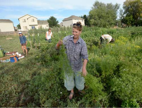 Al Hartmann  |  The Salt Lake Tribune 
Carly Gillespie of Bug Farms CSA (Community Supported Agriculture) picks and cleans coriandor from one of five large backyard garden plots she plants in Glendale. According to a new Envision Utah survey, most Utahns want the state to become more food self-sufficient and specifically increase the number of fruits and vegetables that are grown in the state.