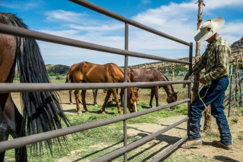 Chris Detrick  |  The Salt Lake Tribune
Dave Treanor works with his horses in Escalante Wednesday July 29, 2015.  Erin and Dave Treanor own Rising DT Ranch Horse Tours and provide horseback tours around the Grand Staircase National Monument.