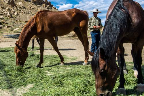 Chris Detrick  |  The Salt Lake Tribune
Dave Treanor works with his horses in Escalante Wednesday July 29, 2015.  Erin and Dave Treanor own Rising DT Ranch Horse Tours and provide horseback tours around the Grand Staircase National Monument.
