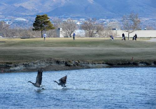 Scott Sommerdorf   |  The Salt Lake Tribune
Birds take flight near the 12th hole at Glendale Golf Course in February.