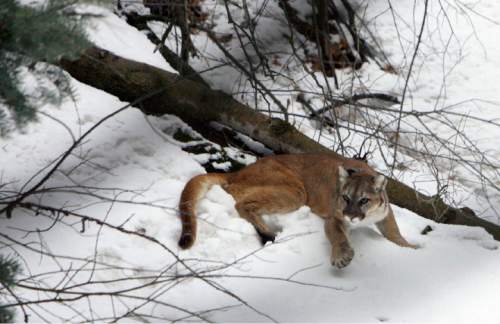 Francisco Kjolseth  |  Tribune file photo
A Colorado man was sentenced to prison after poaching more than 30 mountain lions and bobcats, including several in Utah.