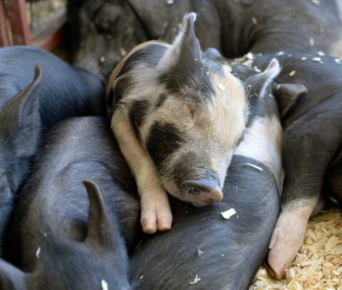 Al Hartmann  |  The Salt Lake Tribune
A litter of six Hampshire piglets sleep soundly in a pile at a past Utah State Fair.