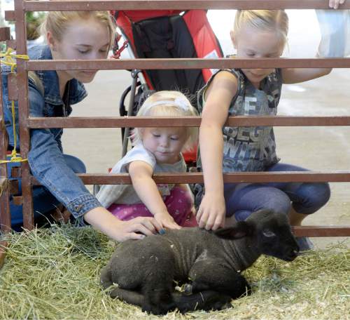 Al Hartmann  |  The Salt Lake Tribune
Fair goers pet a Suffolk lamb during a past Utah State Fair.