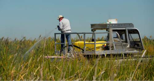 Leah Hogsten  |  The Salt Lake Tribune
Mike Kolendrianos sprays wetlands packed with phragmites while riding on the back of the Marsh Master. The Marsh Master, a 15' by 10', 6,000 pound, amphibious machine has been gifted to The Nature Conservancy's Great Salt Lake Shorelands Preserve. The vehicle's mower can grind down hundreds of acres of invasive phragmites, a non-native plant, to speed up the decomposing time, September 9, 2015.