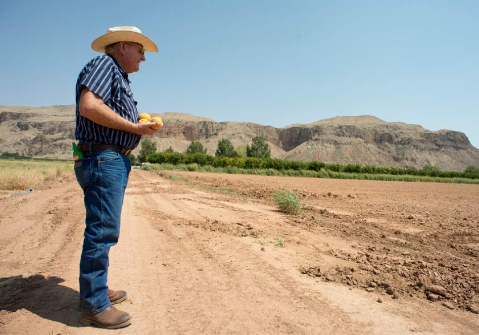 Rick Egan  |  The Salt Lake Tribune

Local farmer John Wadsworth, hold peaches from his peach orchard, on his farm in Hurricane, Thursday, August 20, 2015.