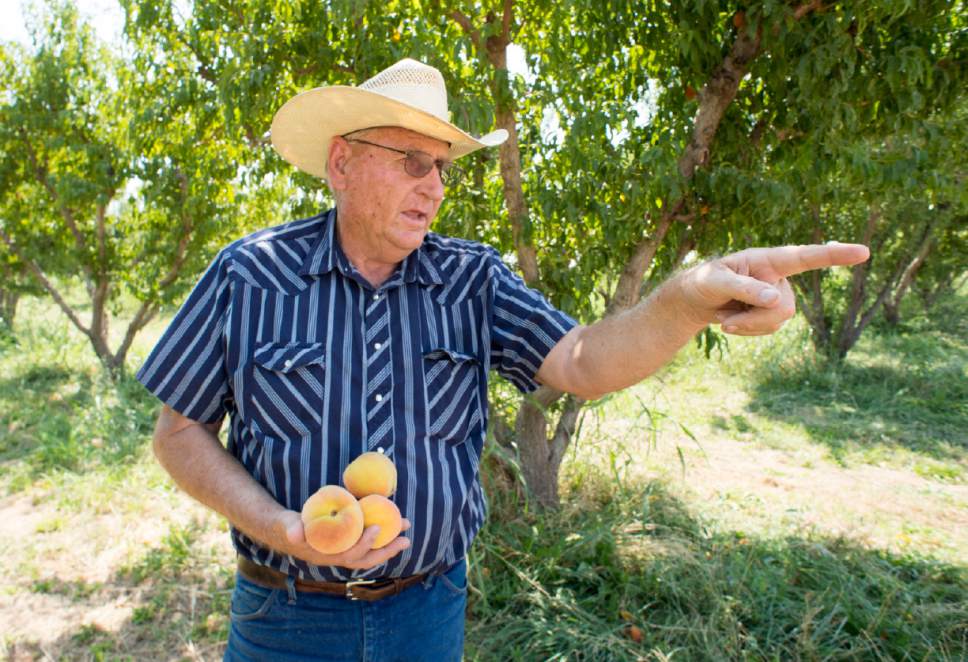 Rick Egan  |  The Salt Lake Tribune

Local farmer John Wadsworth, hold peaches from his peach orchard, on his farm in Hurricane, Thursday, August 20, 2015.