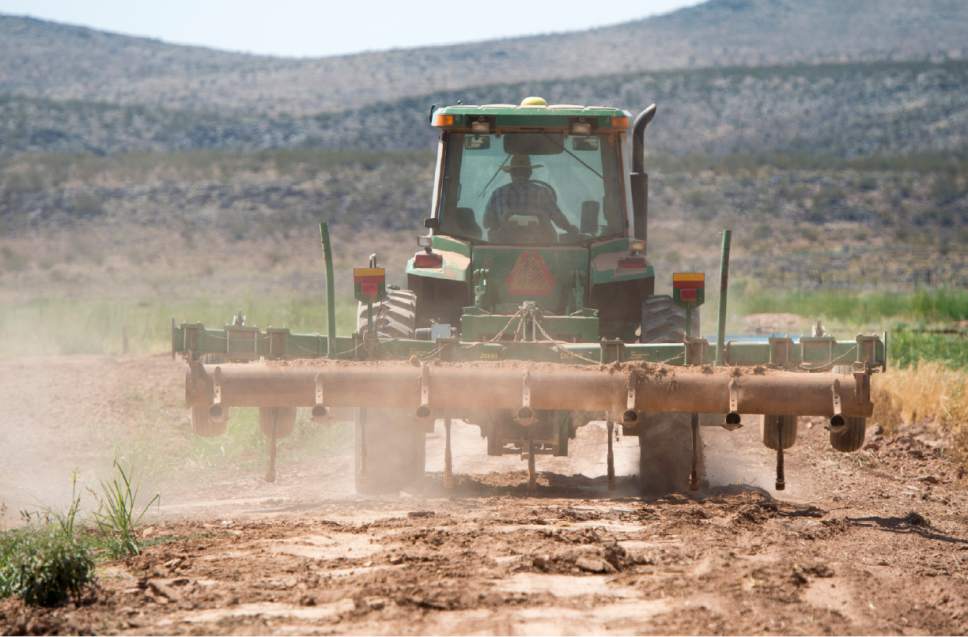 Rick Egan  |  The Salt Lake Tribune

Derek Spendlove, plows one of the fields on John Wadsworth's farm in Hurricane, Thursday, August 20, 2015.