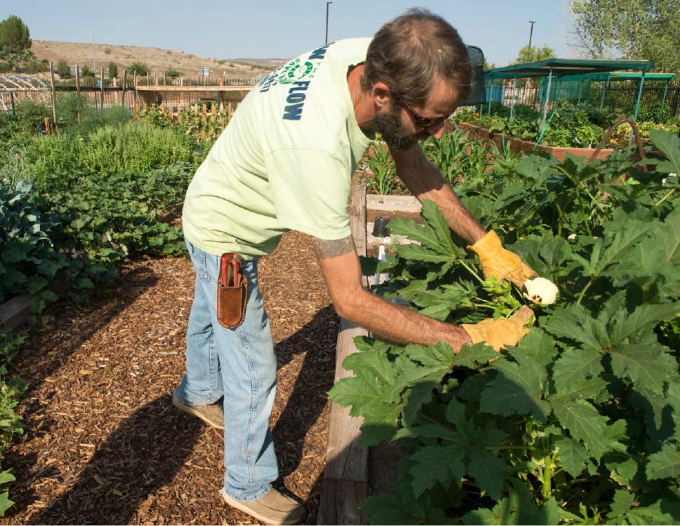 Rick Egan  |  The Salt Lake Tribune

Horticulturist, Casey Jones, checks on some of the plants in the Tonaquint Water-Wise Community Garden in Saint George, 
Thursday, August 20, 2015.