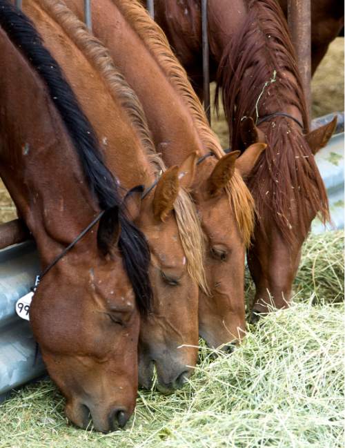 Steve Griffin  |  The Salt Lake Tribune

Wild horses are cared for in the BLM's new off-range contract wild horse corral, located on a 32-acre private ranch in Axtell, Utah Monday, September 14, 2015.  Over 500 wild horses currently are housed at the facility, including the 170 wild horses associated with the Wheeler Pass Herd Management Area Emergency Gather near the Cold Creek area of Southern Nevada.
The Axtell, Utah contract off-range corral can provide care for up to 1,000 wild horses and encompasses 32 acres of private land containing over 40 holding pens in various sizes.