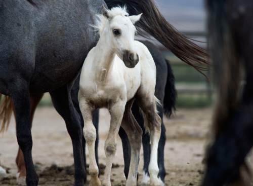 Steve Griffin  |  The Salt Lake Tribune

A yearling stands with its mother as wild horses are cared for in the BLM's new off-range contract wild horse corral, located on a 32-acre private ranch in Axtell, Utah Monday, September 14, 2015.  Over 500 wild horses currently are housed at the facility, including the 170 wild horses associated with the Wheeler Pass Herd Management Area Emergency Gather near the Cold Creek area of Southern Nevada.
The Axtell, Utah contract off-range corral can provide care for up to 1,000 wild horses and encompasses 32 acres of private land containing over 40 holding pens in various sizes.