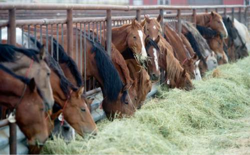 Steve Griffin  |  The Salt Lake Tribune

Wild horses are cared for in the BLM's new off-range contract wild horse corral, located on a 32-acre private ranch in Axtell, Utah Monday, September 14, 2015.  Over 500 wild horses currently are housed at the facility, including the 170 wild horses associated with the Wheeler Pass Herd Management Area Emergency Gather near the Cold Creek area of Southern Nevada.
The Axtell, Utah contract off-range corral can provide care for up to 1,000 wild horses and encompasses 32 acres of private land containing over 40 holding pens in various sizes.