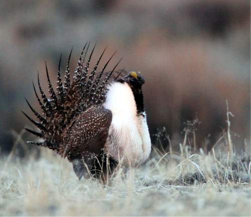 Rick Egan  | Tribune file photo
A male greater sage-grouse does his strut display last year on a lek near Green River, Wyo.