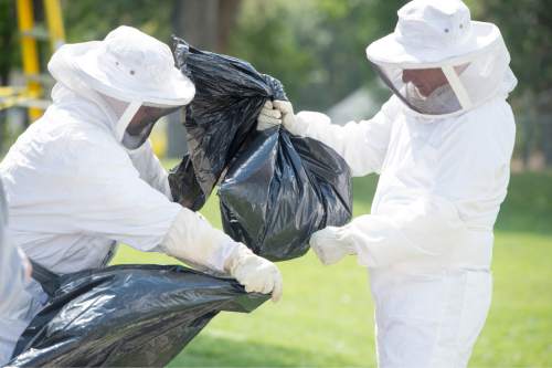 Rick Egan  |  The Salt Lake Tribune

Salt Lake School City School District assistant custodial supervisor Ricky Martinez, helps Robin Anderson, District Custodial Manager, of the Salt Lake City School District,  safely bag a hornets nest, after removing it from a tree at Beacon Heights Elementary School, Thursday, September 17, 2015.