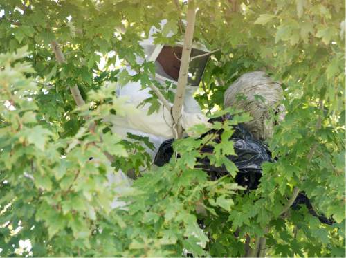Rick Egan  |  The Salt Lake Tribune

Robin Anderson, District Custodial Manager, of the Salt Lake City School District, removes a hornets nest, from a tree at Beacon Heights Elementary School, Thursday, September 17, 2015.