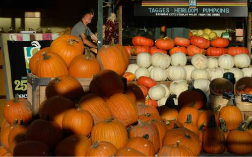 Francisco Kjolseth | The Salt Lake Tribune
Pumpkin season begins as Whole Foods in Sugarhouse stacks all shapes, sizes and colors on Friday, Sept. 25, 2015.