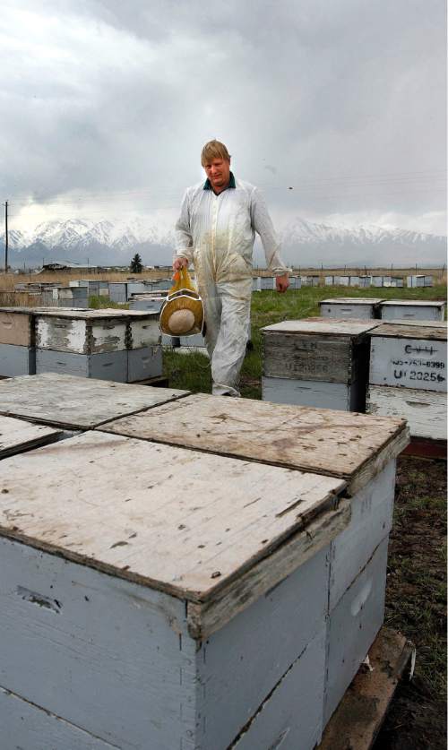Tribune file photo
Darren Cox walks through one of his bee fields  in Cache County in 2006.