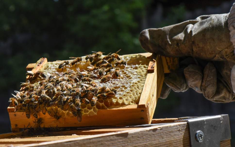 Francisco Kjolseth  |  The Salt Lake Tribune
Bee Keeper Denise Hunsaker, President of the Wasatch Bee Keepers Association is passionate about bees. It was five years ago that a friend got her interested and started her with her first hive. Since then her love has grown and she loves educating the public about the importance of the honey bee. " One third of every bite we eat can be attributed to bee pollination".