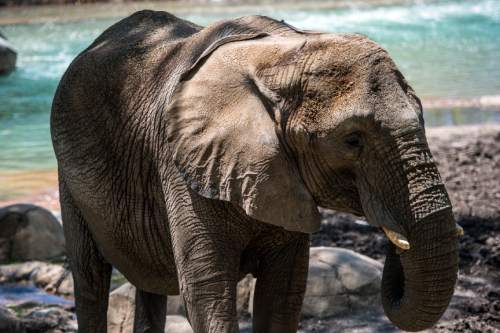 Chris Detrick  |  The Salt Lake Tribune
Elephant Christie at Utah's Hogle Zoo Thursday May 28, 2015.