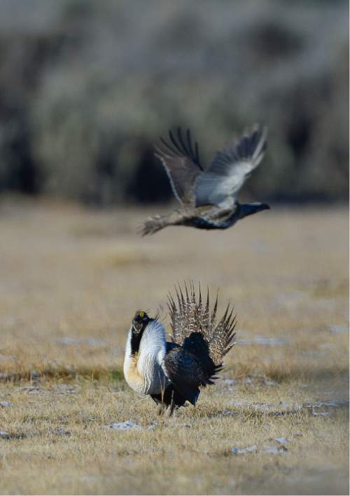 Why do Utah's sage grouse need so much attention? The Salt Lake Tribune