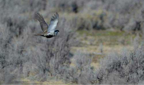 Francisco Kjolseth  |  The Salt Lake Tribune 
Greater sage grouse during mating season on a lek near Bear Lake March 25, 2015.