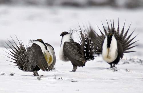 In this Saturday, April 20, 2013 photo, male greater sage grouse perform mating rituals for a female grouse, not pictured, on a lake outside Walden, Colo. On Tuesday, Sept. 22, 2015, the Interior Department that the ground-dwelling bird whose vast range spans 11 Western states, does not need federal protections following a costly effort to reverse the species' decline without reshaping the region's economy. (AP Photo/David Zalubowski)