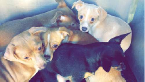 A congress of Chihuahuas! Ogden animal control removes nearly 30 pups ...