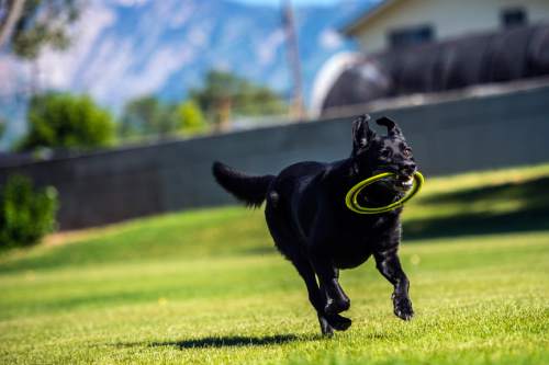 Chris Detrick  |  Tribune file photo
Blues, a 7-year-old black lab, retrieves a frisbee for his owner Chad Calkins at Scott Avenue Park in Millcreek Thursday June 18, 2015.  Salt Lake City is looking at designating more off-leash parks.