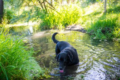 Chris Detrick  |  The Salt Lake Tribune
Blues, 7, a black lab, cools off in the water after playing fetch at Scott Avenue Park in Millcreek Thursday June 18, 2015.  Salt Lake County has proposed that Scott Avenue Park be one of six off-leash dog parks in a one-year pilot study looking at the best way to provide this type of recreational amenity.