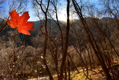Scott Sommerdorf  |  The Salt Lake Tribune
Leaves fall in Millcreek Canyon, Sunday, November 8, 2014.