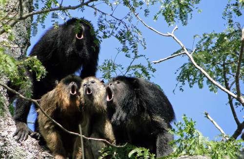 Marian Raño | A chorus of howler monkeys of the species Alouatta caraya.