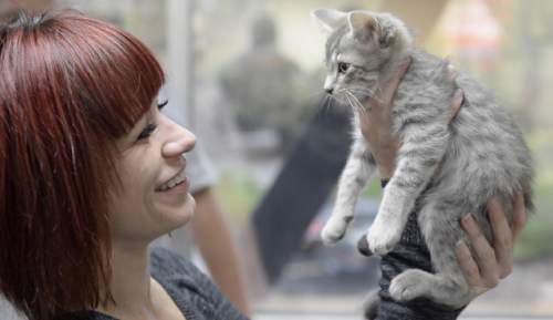 Rick Egan  |  The Salt Lake Tribune

Jenny Bauman, Task Easy Inc, cuddles a kitten delivered to her business by Uber Kittens, on National Cat day, Thursday, October 29, 2015.