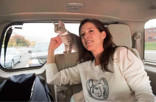 Rick Egan  |  The Salt Lake Tribune

Sharon Cantwell, Nuzzles & Co. Development and Director of Kitty Socialization Program, travels in an Uber car, with kittens to be delivered for a 15 minute cuddle session, on National Cat day, Thursday, October 29, 2015.