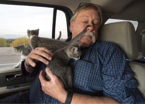 Rick Egan  |  The Salt Lake Tribune

Robert Kirby, holds kittens, on their way to a delivery, by at Uber car, on National Cat dayThursday, October 29, 2015.