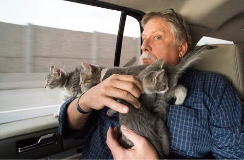 Rick Egan  |  The Salt Lake Tribune
Robert Kirby rides with Uber Kittens on National Cat day Thursday.