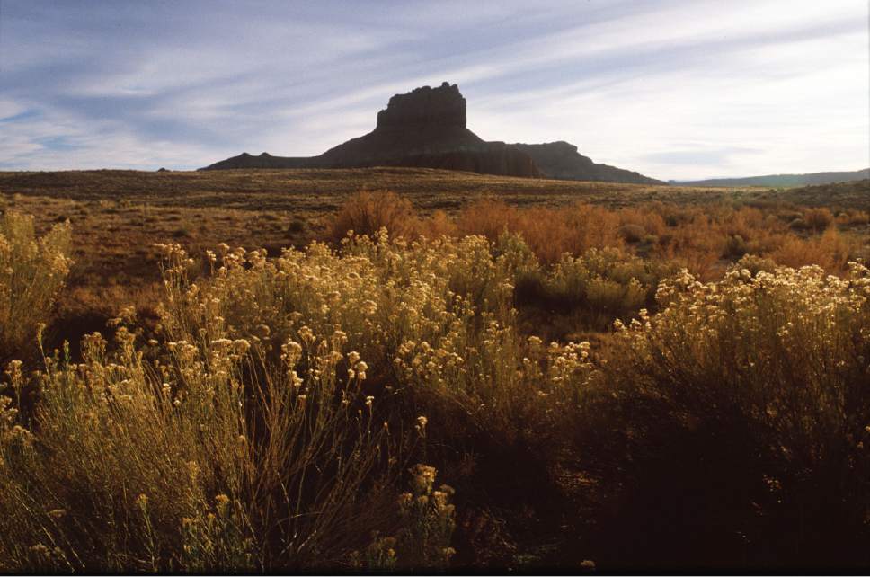 Al Hartmann  |  The Salt Lake Tribune  

Rabbit brush blooms by Wild Horse Butte near Goblin Valley  The area is within the boundary of a proposed state park, basically a massive expansion of Goblin Valley to cover the southeast fringes of the San Rafael Reef.