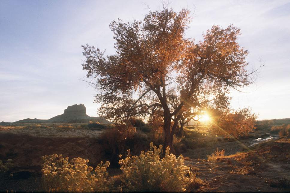 Al Hartmann  |  The Salt Lake Tribune  

Sun sets behind Cottonwood tree near Wild Horse Butte near Goblin Valley  The area is within the boundary of a proposed state park, basically a massive expansion of Goblin Valley to cover the southeast fringes of the San Rafael Reef.