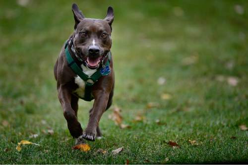 Scott Sommerdorf   |  The Salt Lake Tribune
"Coco" - a pit bull Alex Gallivan is dog-sitting for neighbors,  runs to him Saturday, October 24, 2015, in Liberty Park. Alex's own dog, "Chumley" recently passed away.
