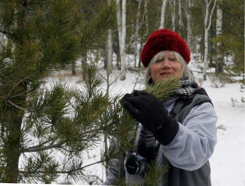 Susan Geerdes smells a potential Tree. She insists that the smell of a Christmas tree is as important as the look of the tree. The Geerdes Family spent the day looking for Christmas trees in the Uinta Mountains near Evanston Wyoming.    Brett Prettyman/The Salt Lake Tribune   11/30/2007