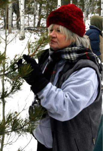 Susan Geerdes smells a potential Tree. She insists that the smell of a Christmas tree is as important as the look of the tree. The Geerdes Family spent the day looking for Christmas trees in the Uinta Mountains near Evanston Wyoming. Brett Prettyman/The Salt Lake Tribune   11/30/2007