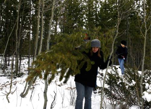 Rachel Geerdes carries a tree out of the forrest, as The Geerdes Family spent the day looking for Christmas trees in the Uinta Mountains near Evanston Wyoming.    Brett Prettyman/The Salt Lake Tribune   11/30/2007