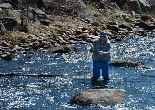 Scott Sommerdorf   |  Tribune File Photo
A fly fisherman casts his line in the middle Provo river near Midway.